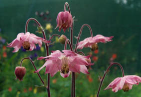 Aquilegia clematiflora (group)